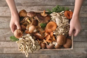 Can Functional Mushrooms Support Your Fitness Recovery?