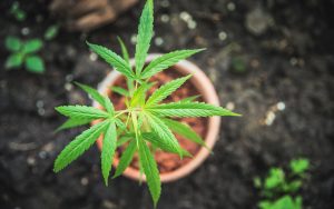 Cannabis for ADHD: Can THC Help with Attention and Hyperfocus?