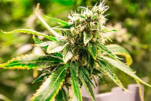 THC a Nootropic? Rethinking Cannabis as a Cognitive Enhancer